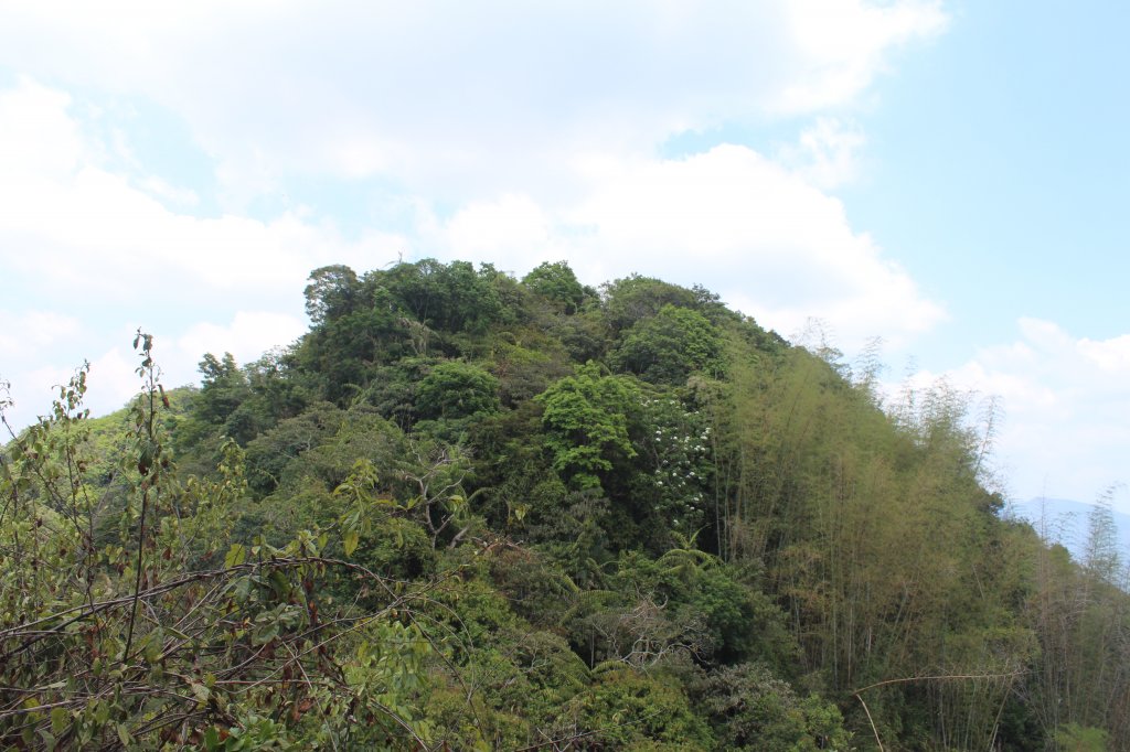 20230429高雄月茶縱走_2138525