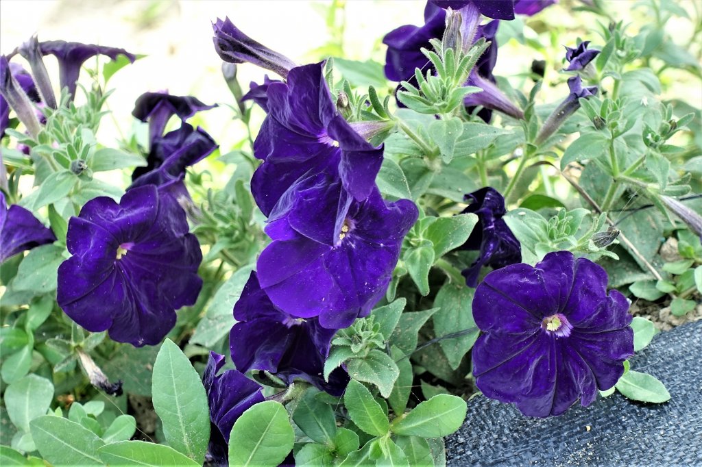 2021桃園彩色海芋季_1346748