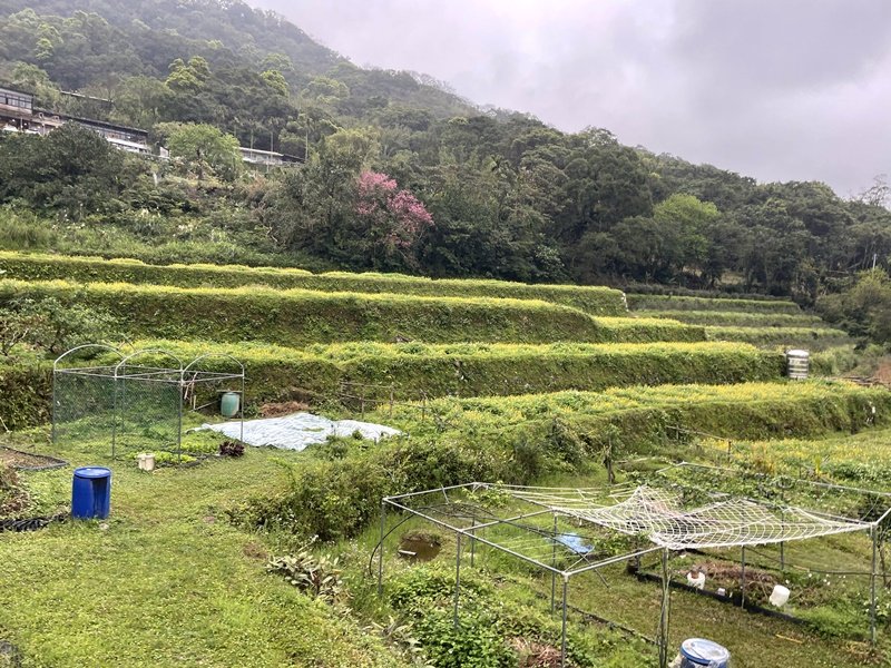 台北大縱走第七段_2733866