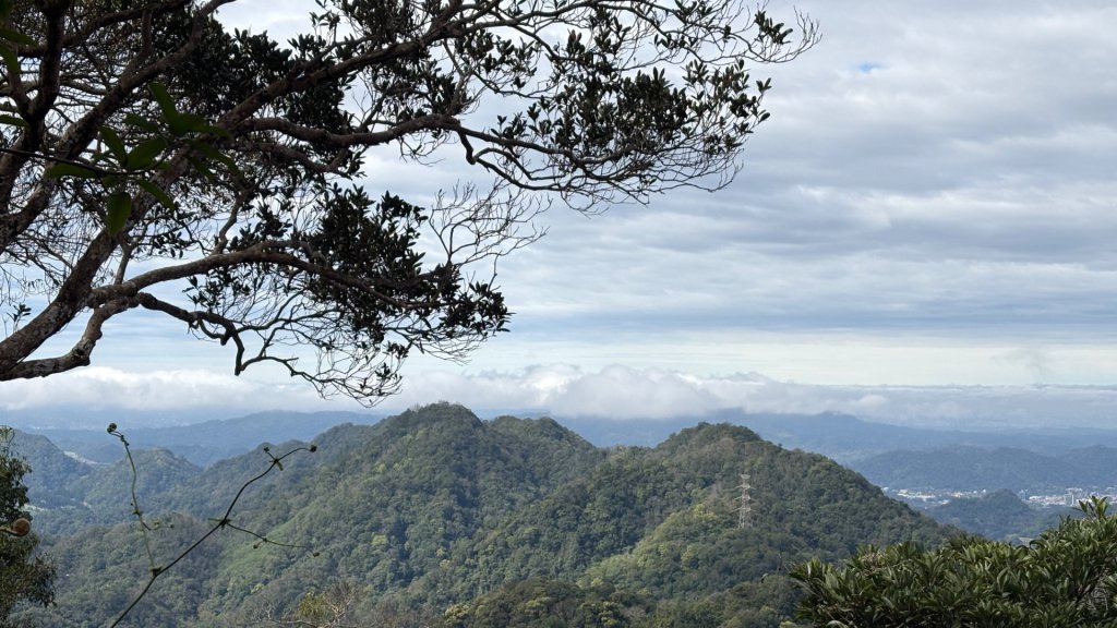 與猛禽共舞封面圖