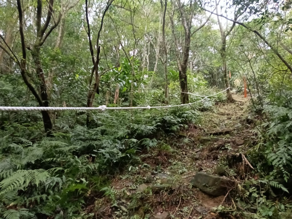 雙溪區彎穹平林山+平湖東步道+紙坑古道(億山煤礦)+紙坑山出平水聚落O型_2965794