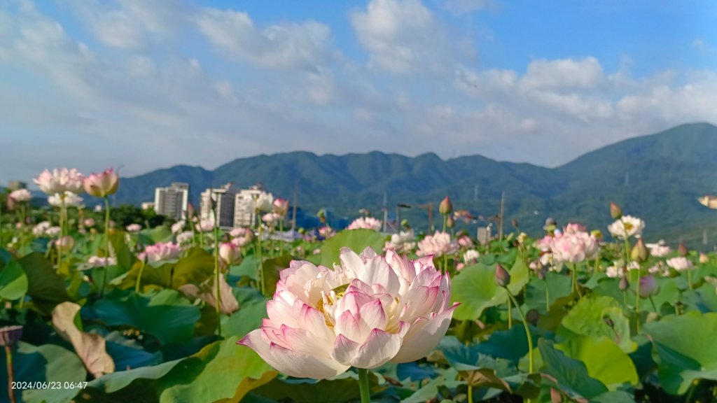 天龍國阿伯的日常-雲山水花鳥蝶 6/23_2532512