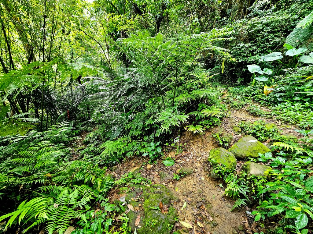 小百岳集起來-桃園金面山封面圖