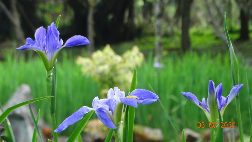 追花是簡單的快樂，賞花是恬淡的幸福。_871178