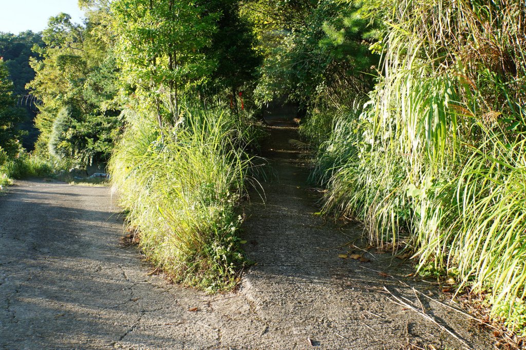 新竹 尖石 屯野生台山、石麻達山、錦屏山_2904257