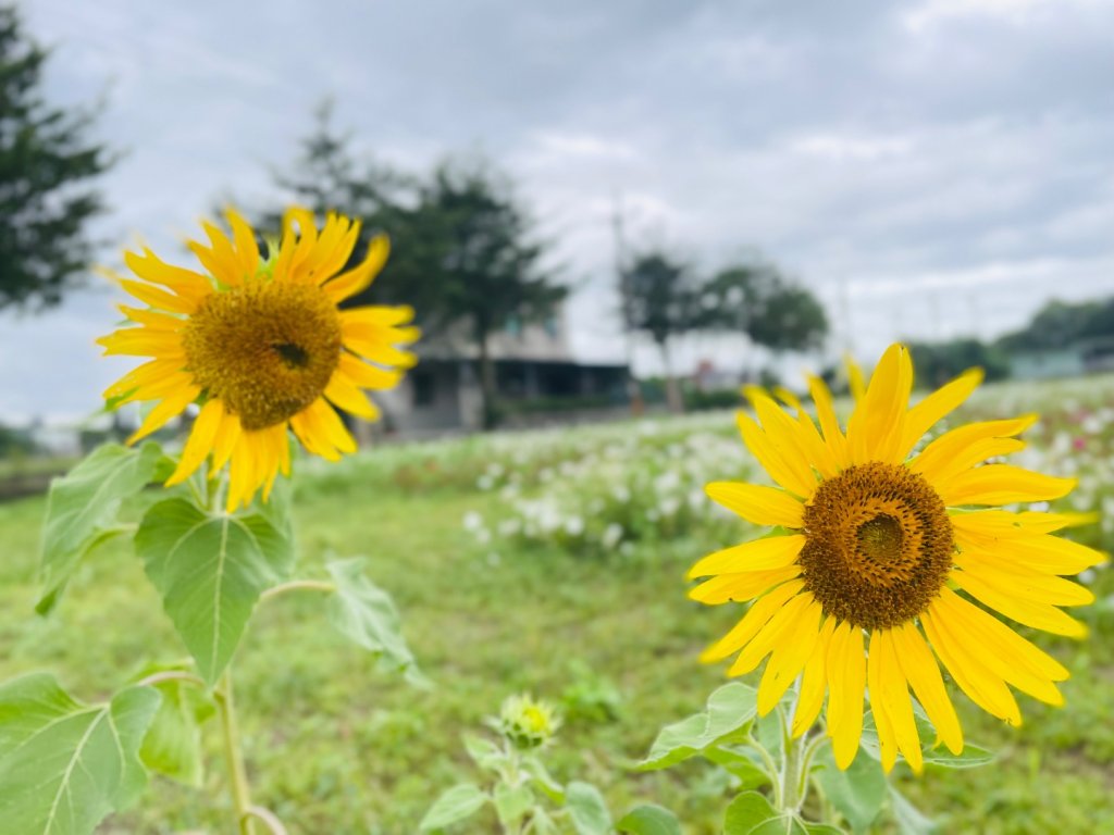 桃園大溪-花彩節🌼李騰芳古厝-月眉落雨松_2934758
