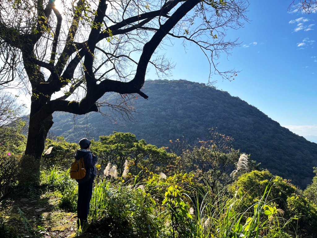 幸福五感森林癒封面圖
