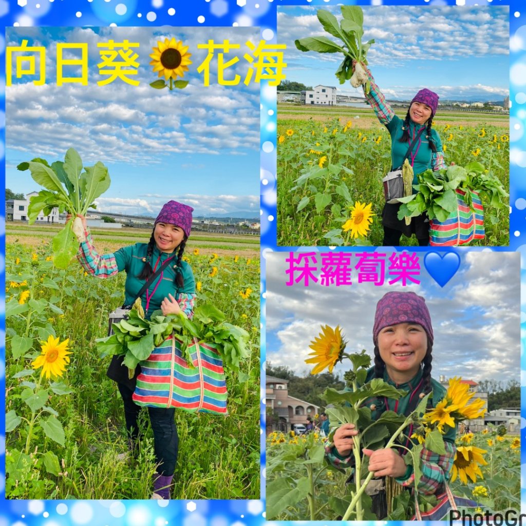 頭份kemp老家農家樂❤️控窯雞烤蕃薯挖蘿蔔現採青菜🥬封面圖