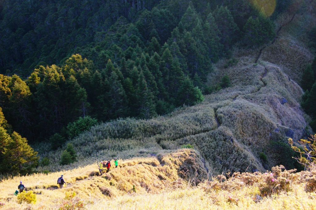 武陵二秀賞紅毛杜鵑_336519