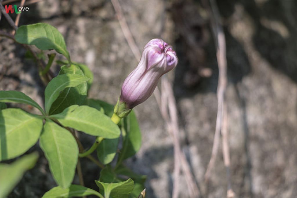 WL 愛旅行【三汀山】_291956