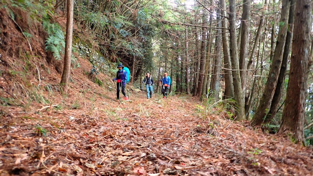 台灣最高如神般存在的大安溪倚天劍巨木探訪_2747945