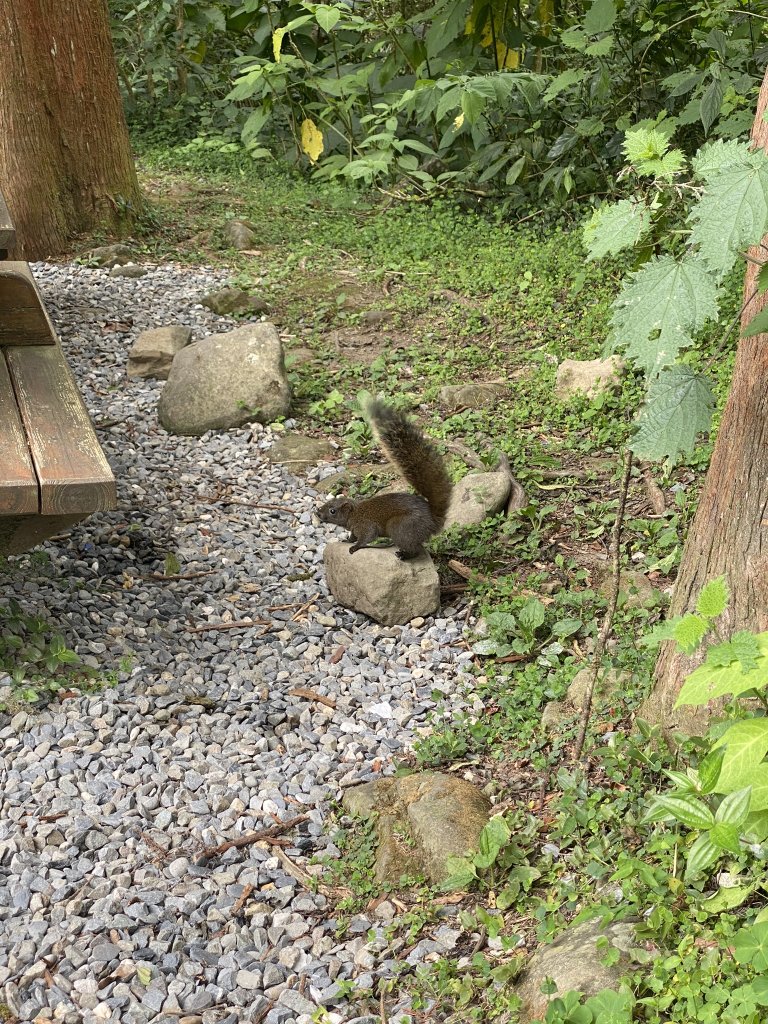 20240420 溪頭自然教育園區_2485354