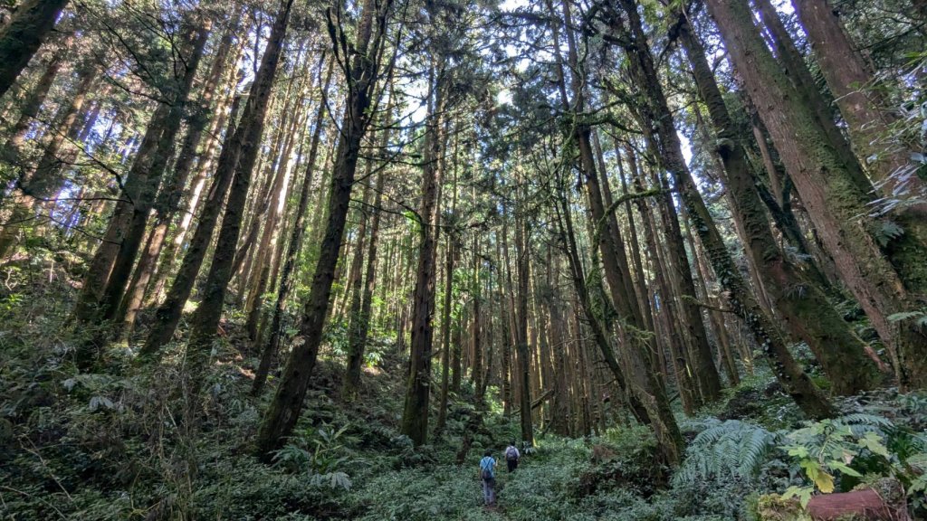 金柑樹山、忘憂森林步道｜嶺頭山封面圖