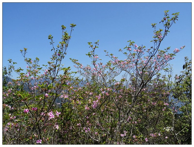 谷關七雄/東卯山4_1321192