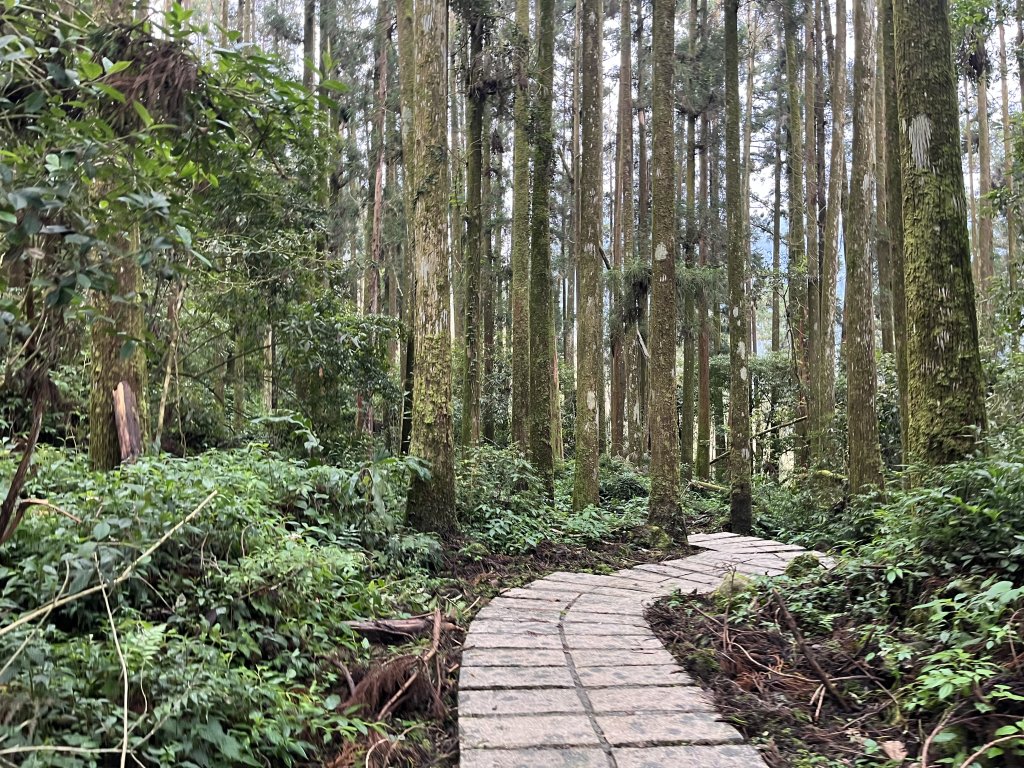 [嘉遊好步道．來嘉走走-04/10] 2024_1011 阿里山頂湖步道_2624671