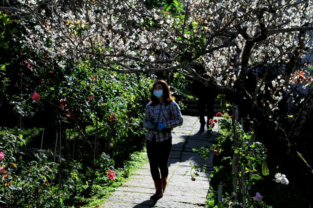 【臺南~楠西】梅嶺賞梅一~觀音步道_1246904