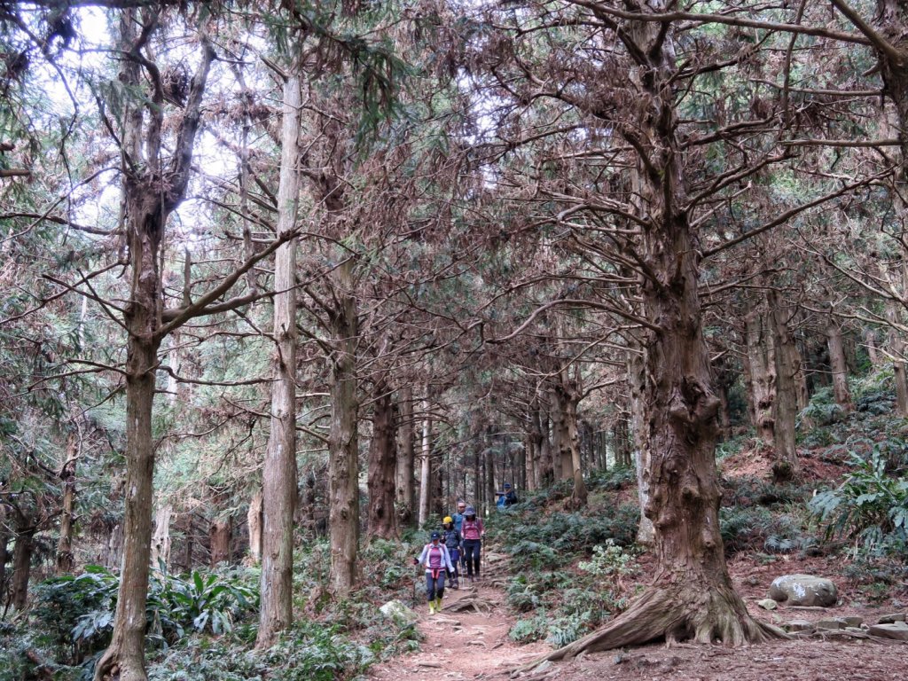 大雪山 長壽山 （肥崠山） 全台最大香杉林_1369679