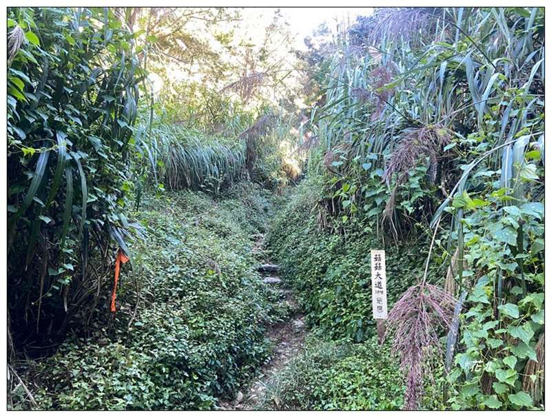 嶺頭山、金柑樹山、忘憂森林 O型一圈_2944657
