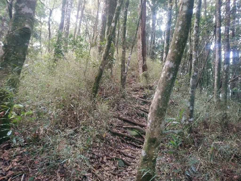 鳶嘴西稜到鳶嘴山O型回到19K大水桶_944952