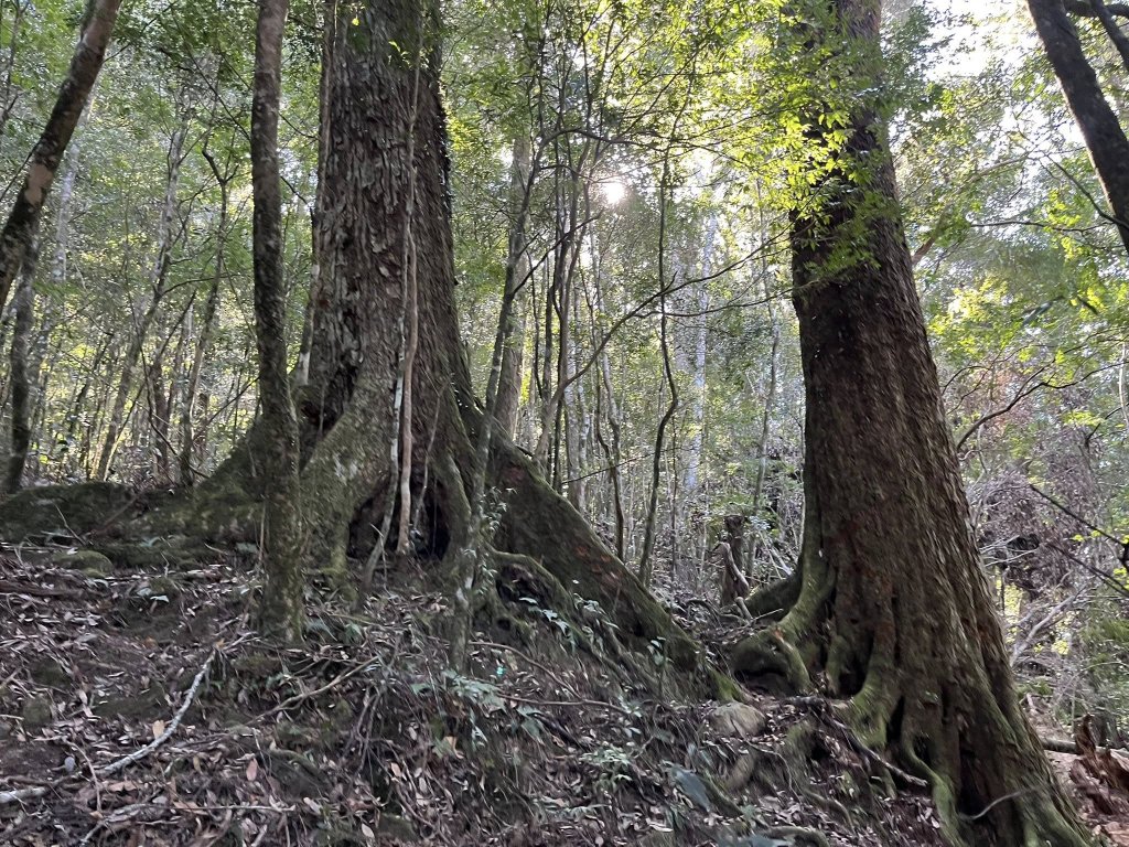 雪見大板根_2959267