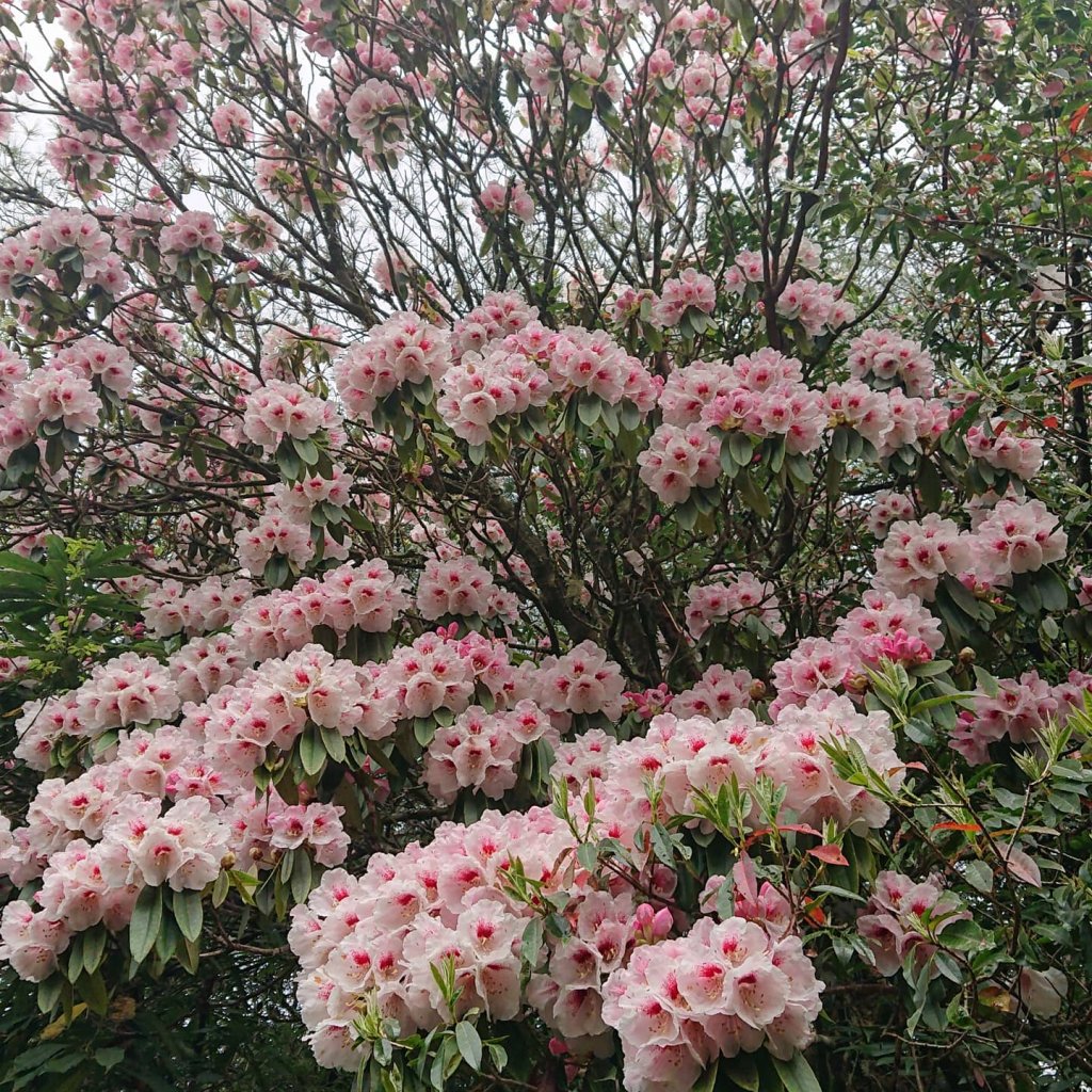 大雪山森林遊樂區-稍來山、天池、神木、森林浴_1376474