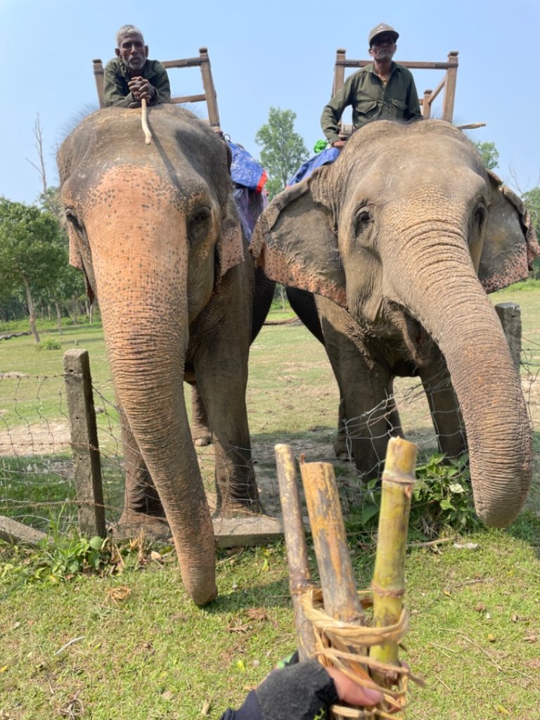 尼泊爾奇旺國家公園4天三夜_2788855