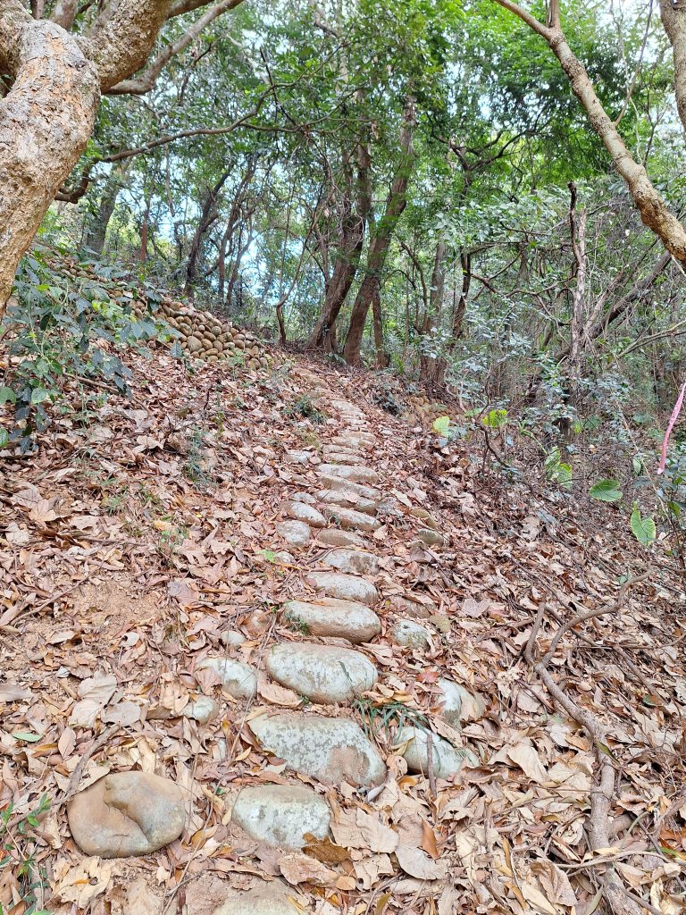 員林隴頂步道+萬里長城步道+藤山步道+臥龍坡步道20240310_2449605