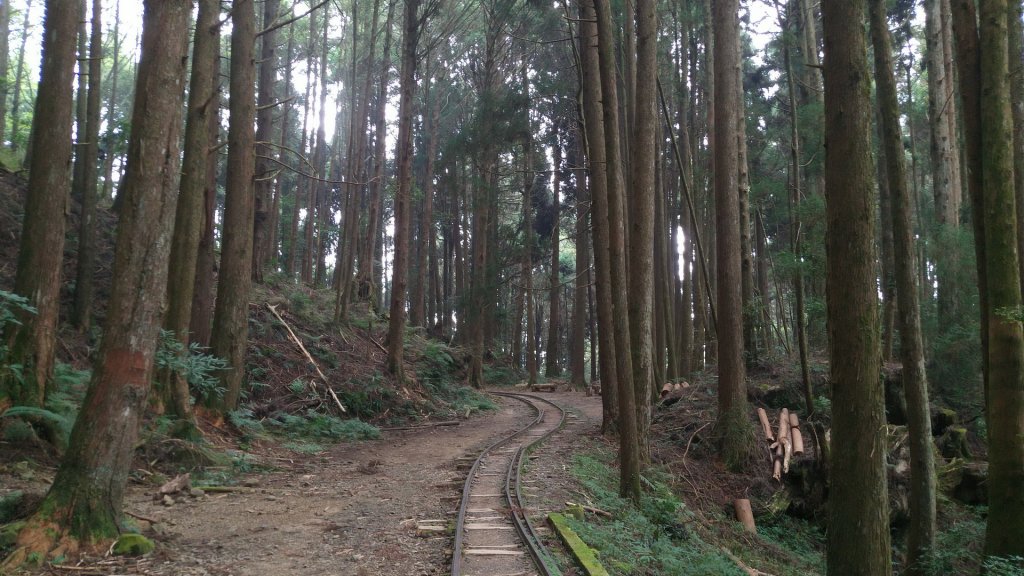 嘉義 阿里山 特富野古道(0K~2.7K)_1486830