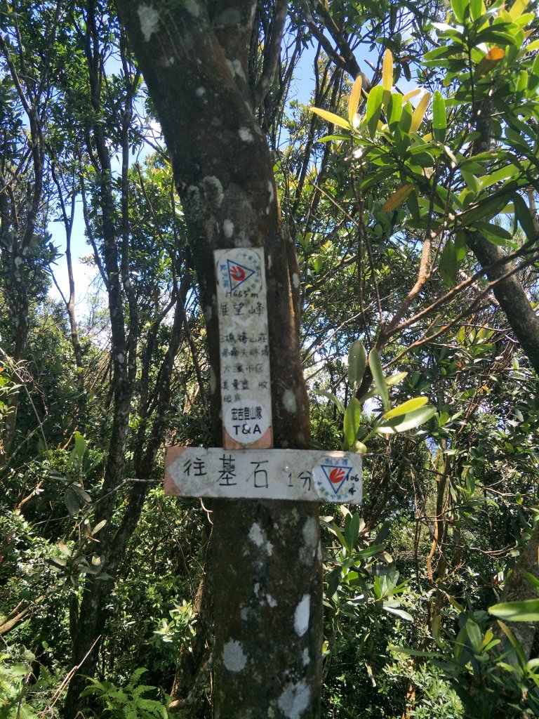 2019 07 17 金面山步道_631774