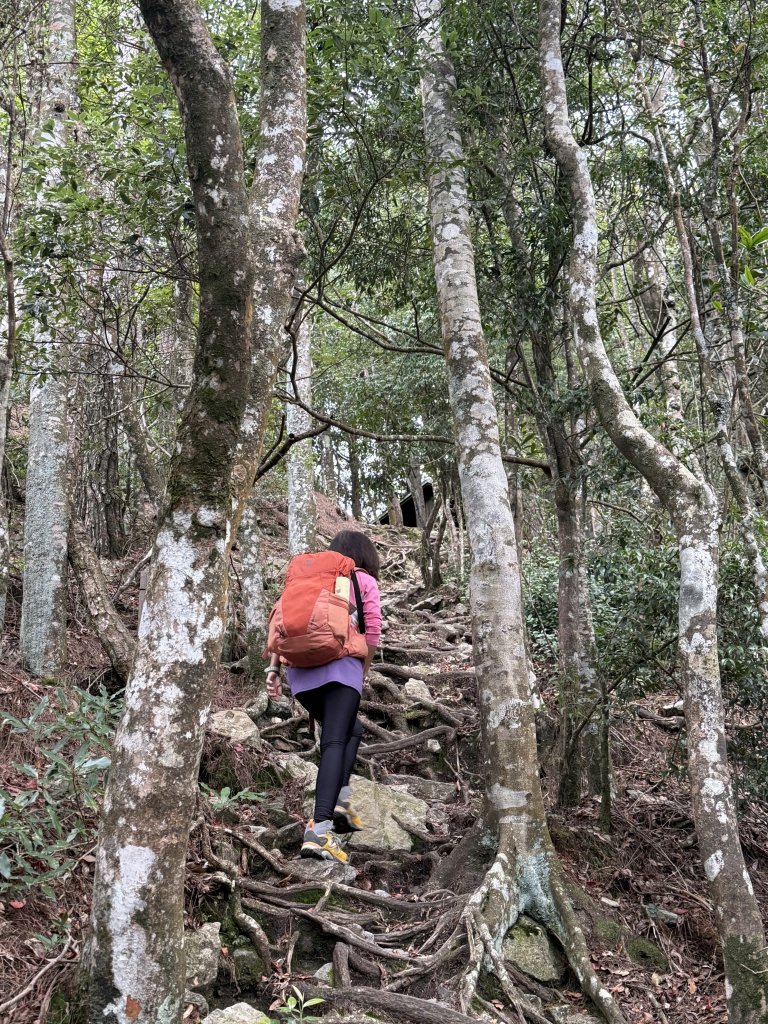 鳶嘴山+稍來神木 20250830_2873853