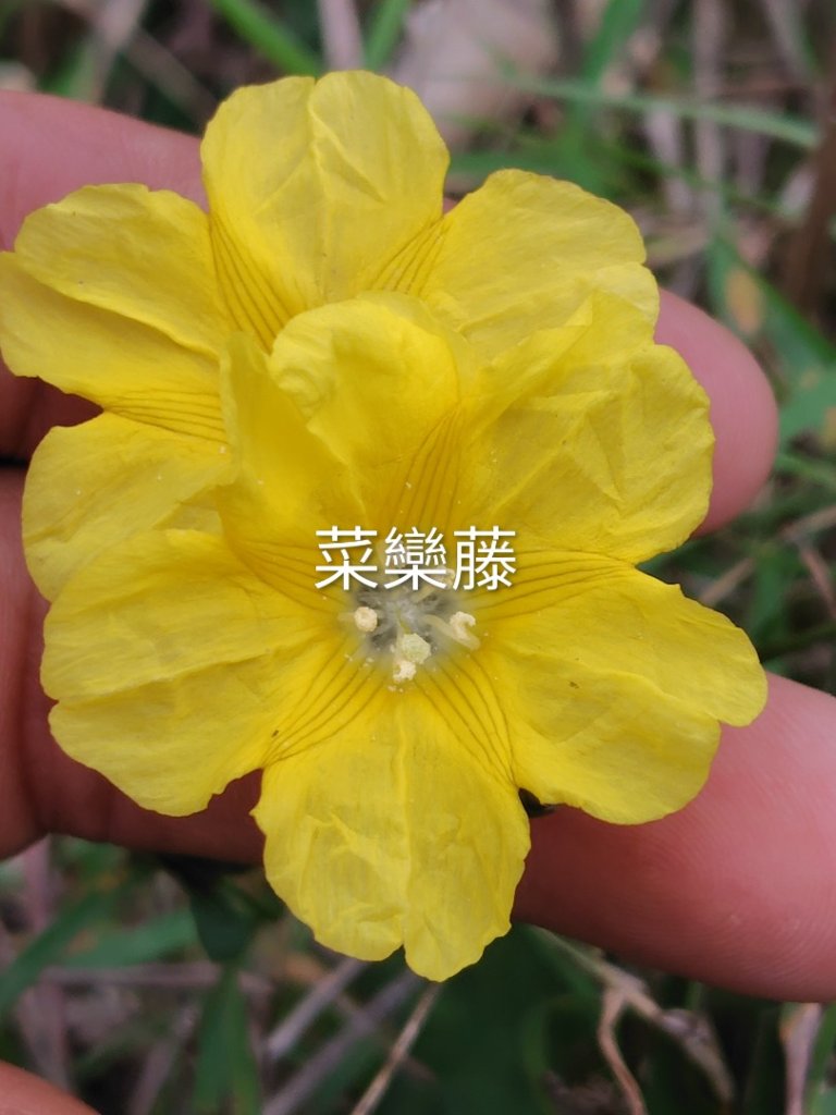 恆春大縱走連走白沙彌山出呆風草原_2991491