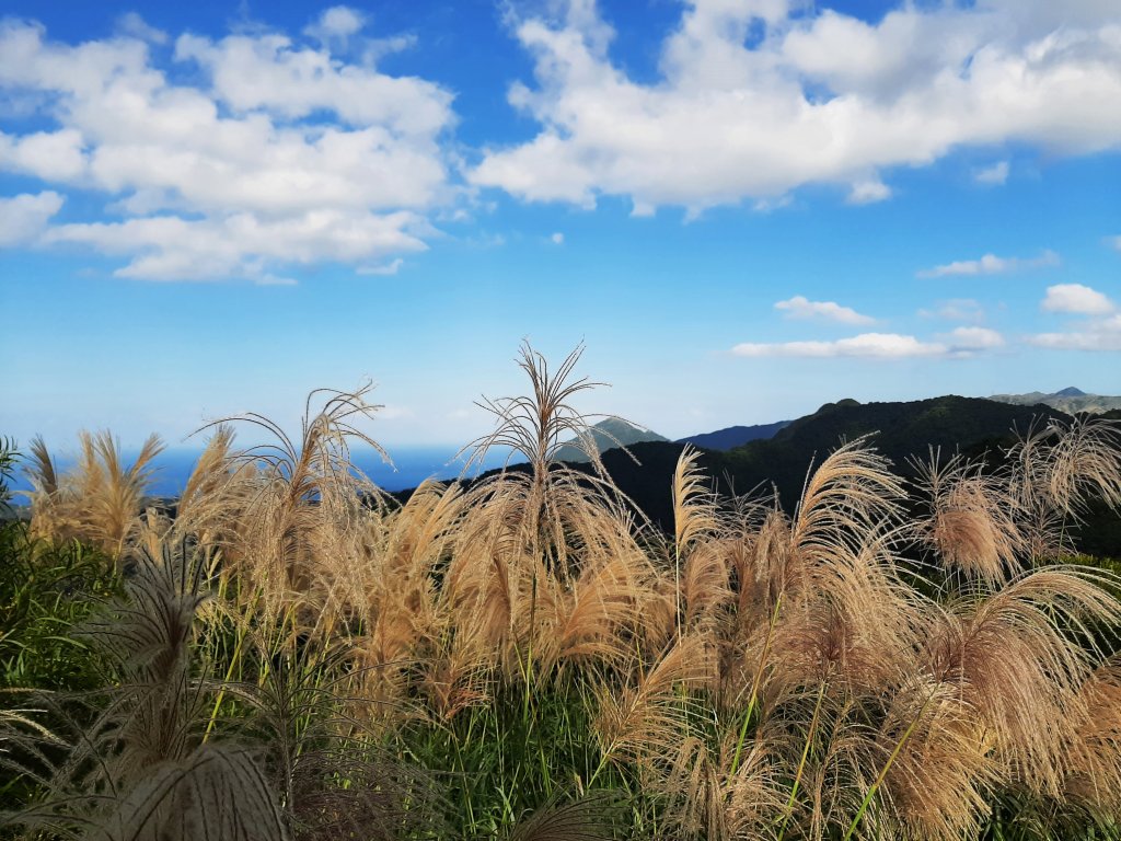 愛在秋芒紛飛時...五分山_2353764