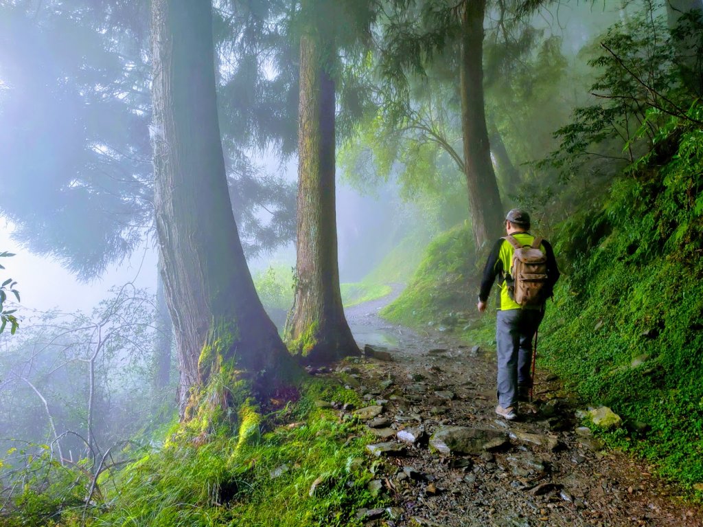 【新竹】觀霧迷幻森林：檜山巨木群步道_1111877