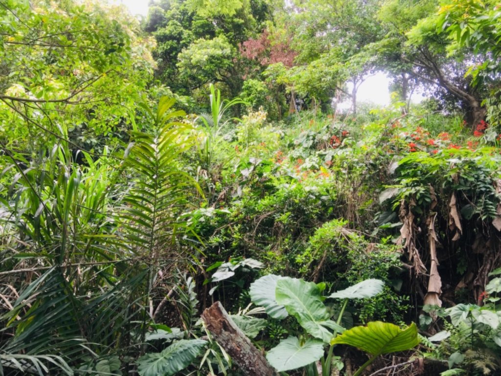 大坑6.7.10號_565797