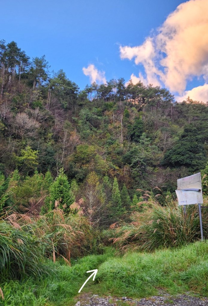 【中級山縱走】羅馬縱走，走進神木的夢幻童話森林世界_2943163