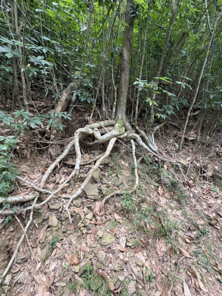 20251109棚集山步道_2935239