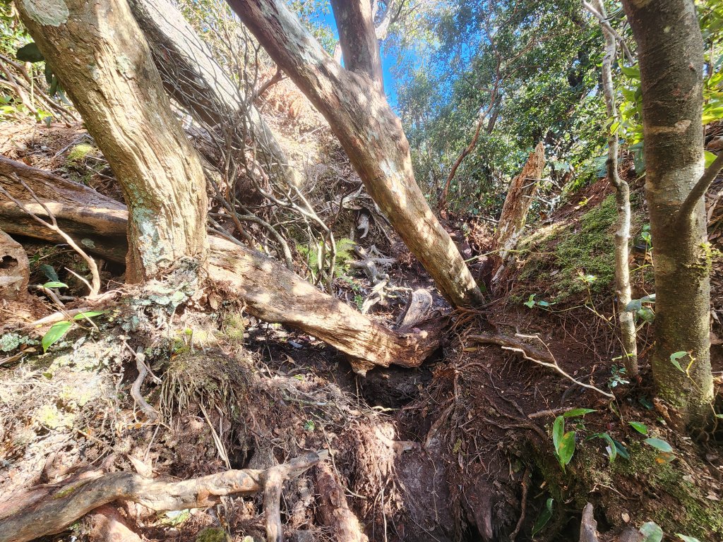 20250112貴妃山那結山外鳥嘴山蓮包山O型_2727141