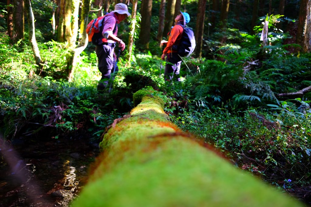 光影森林-那結山縱走貴妃山_773697
