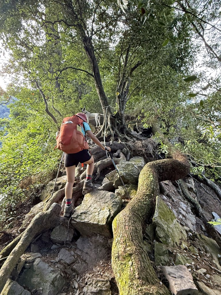 唐麻丹+蝴蝶谷O繞封面圖