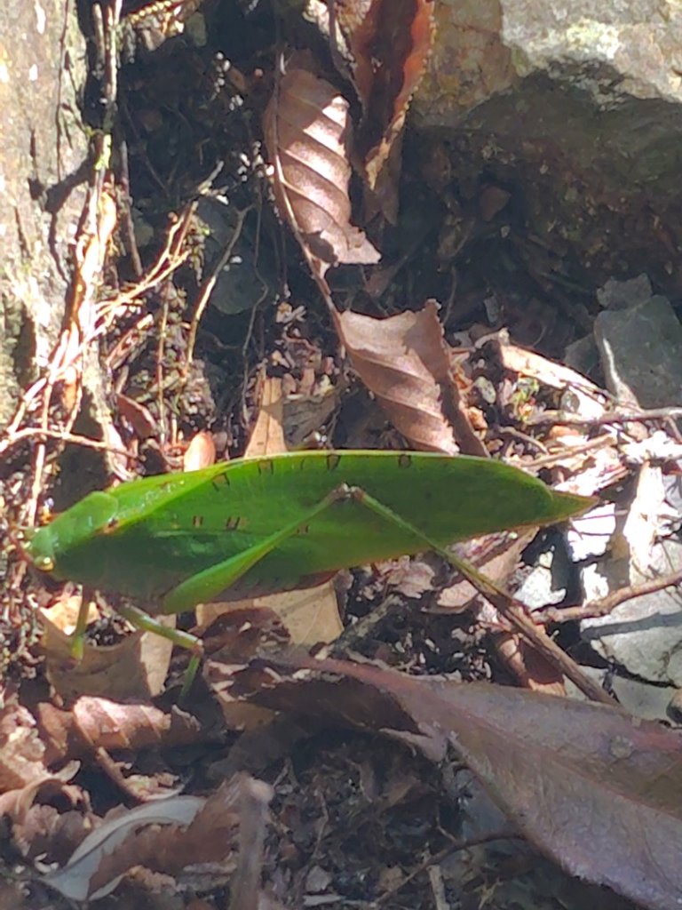 南東眼山連走有勝山_2918694