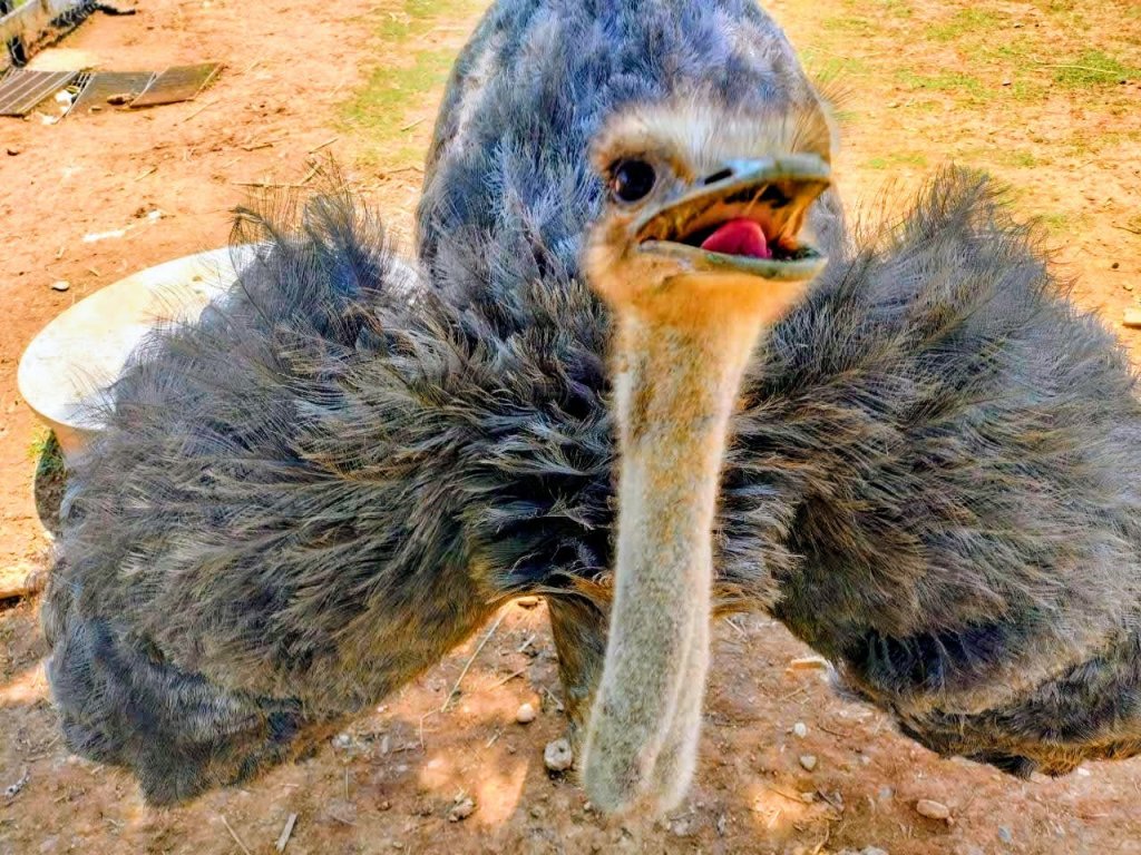台東原生應用植物園_3015247
