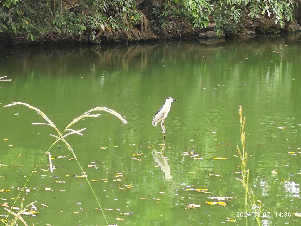 《大安森林公園》【走路趣尋寶】【臺北健走趣】封面圖