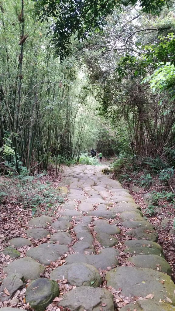 仁和.金獅步道油桐花季_123319