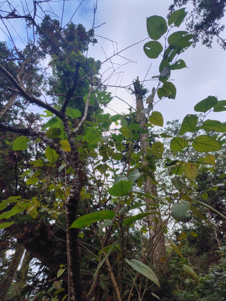 鳳鳴古道 鳳鳴山 南隘勇（南長城）古道 三湖山 八達嶺（龍骨）古道 綠色古道 延平古道_2975236