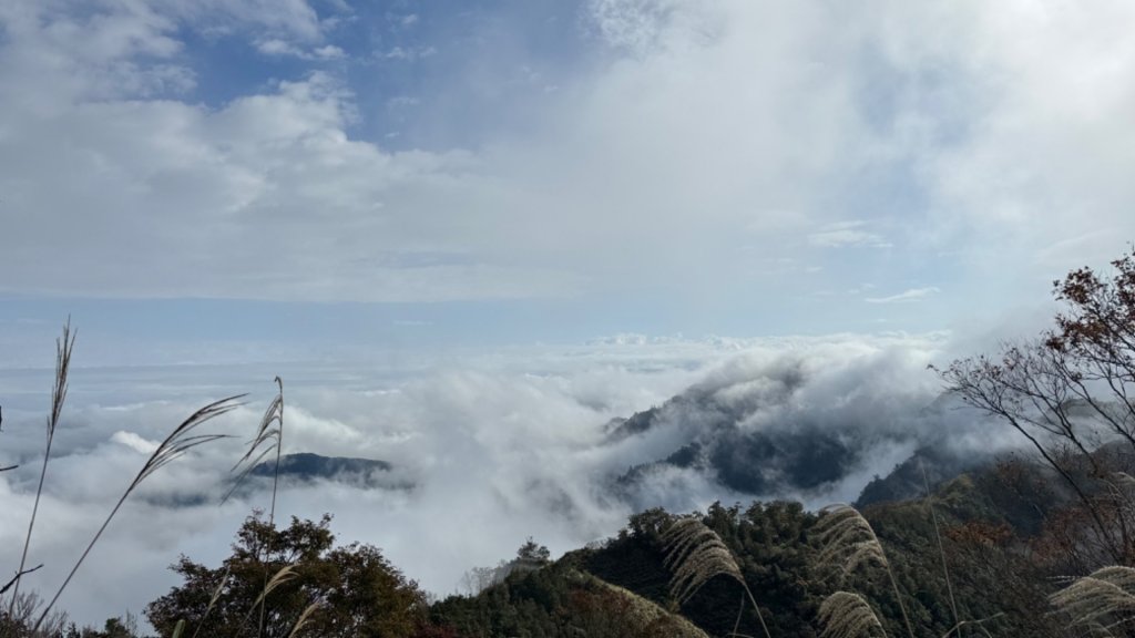 台灣山毛櫸。2023走訪2回。艷陽雨霧美景全收下_2350769