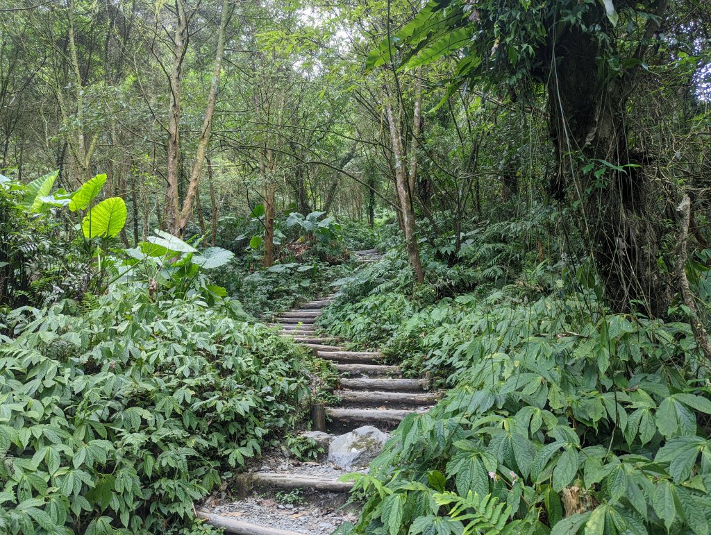 聖母登山步道（抹茶山）。三角崙山(小百岳)。巴唐古道_1800602