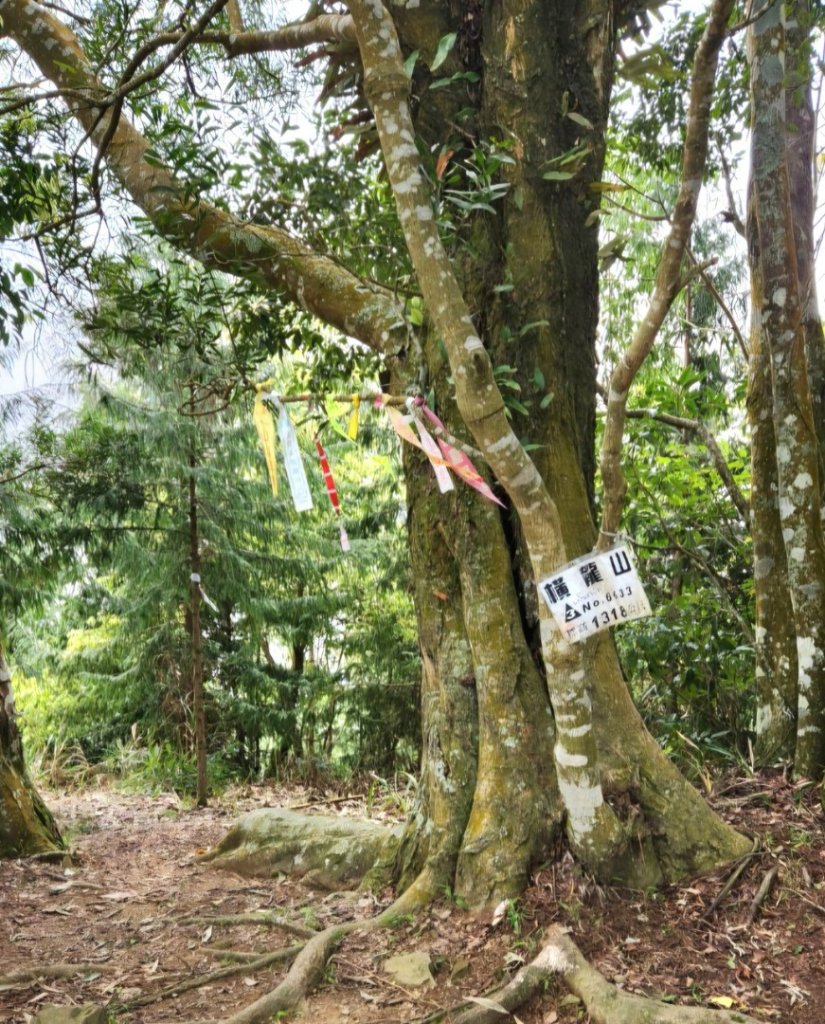 【中級山縱走】水雲三星，橫龍山，騰龍山，橫龍古道_2742947