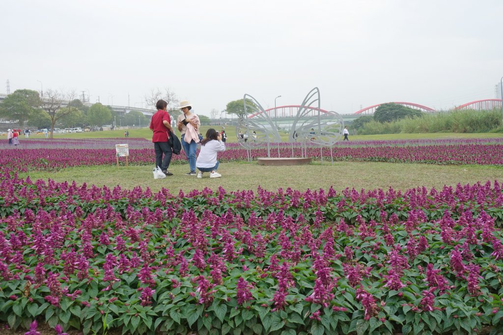 古亭河濱公園紫色花海_1286078