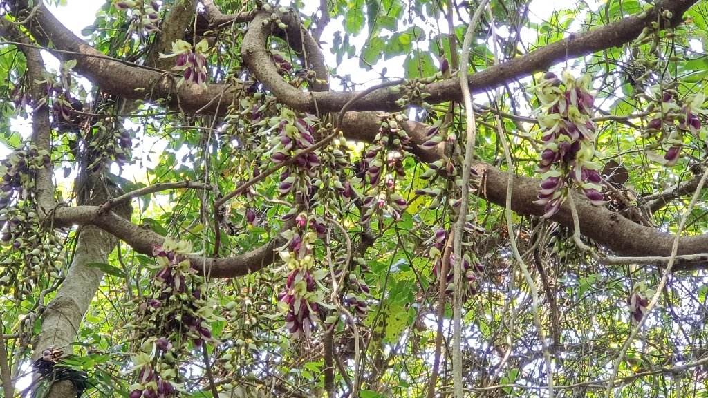 (姨婆趴趴走)第四集:桃園枕頭山古砲台步道、枕頭山、枕頭山西峰環狀縱走_2111987