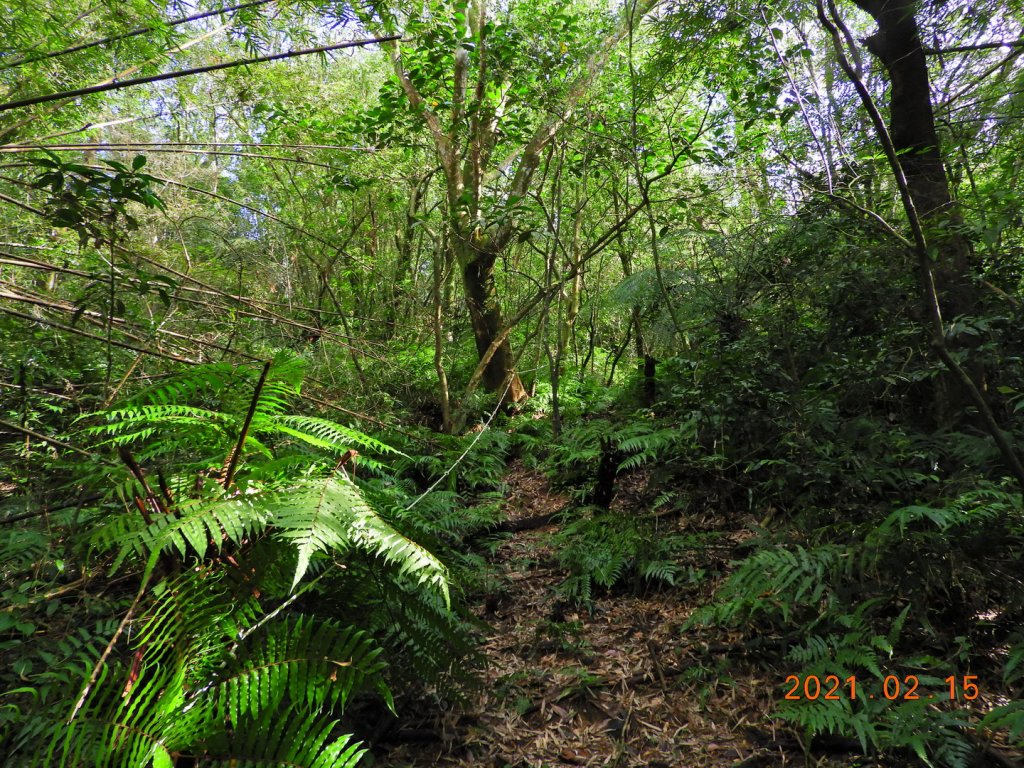 新北 雙溪 上內平林山、下內平林山_1273148